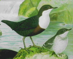 White-throated Dipper